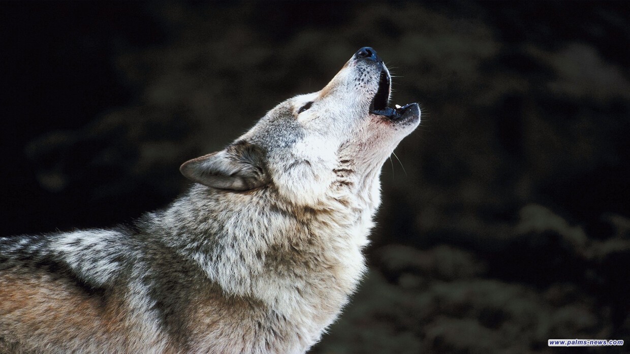 مدرسة تسمح لتلميذ بالتعريف على نفسه بأنه ذئب!